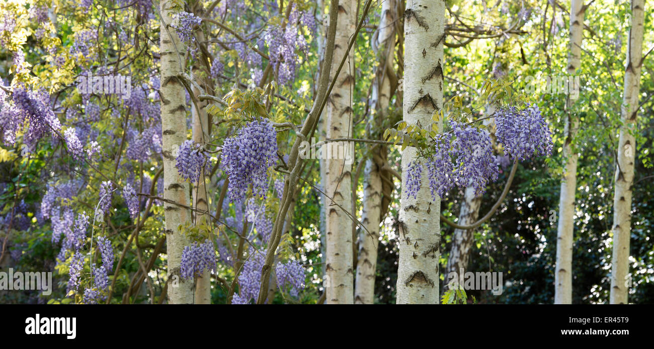 La floraison Wisteria floribunda parmi les bouleaux d'argent au printemps. RHS Wisley Gardens, au Royaume-Uni. Vue panoramique Banque D'Images