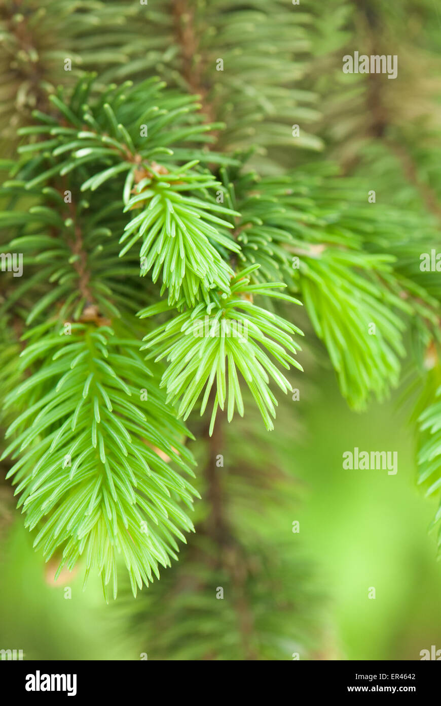 Gros plan des aiguilles furtree Banque D'Images