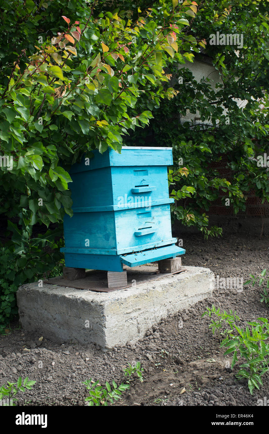 Ruche Banque D'Images