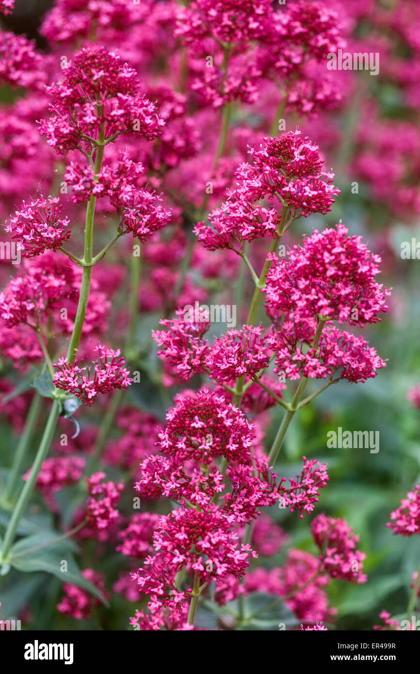 Centranthus ruber Coccineus ' ' close up Banque D'Images