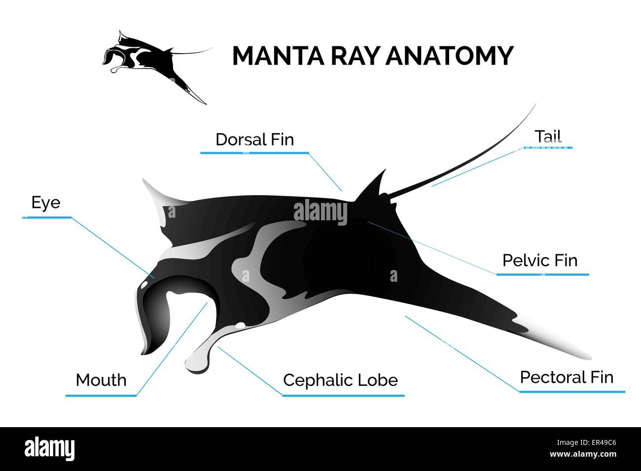 Manta Ray Anatomy Illustration de Vecteur