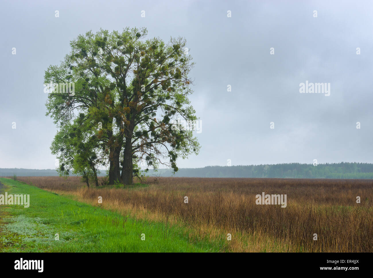 Arbre splendide attaqué par plante parasite le gui européen Banque D'Images