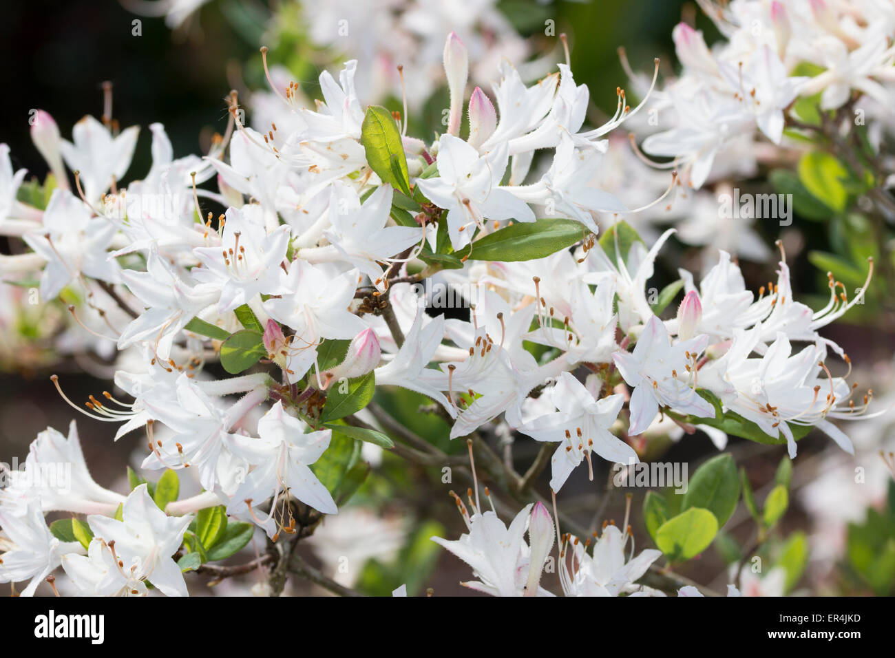 Fleurs blanches parfumées de l'Azalea caduques, Rhododendron 'Snowbird' Banque D'Images