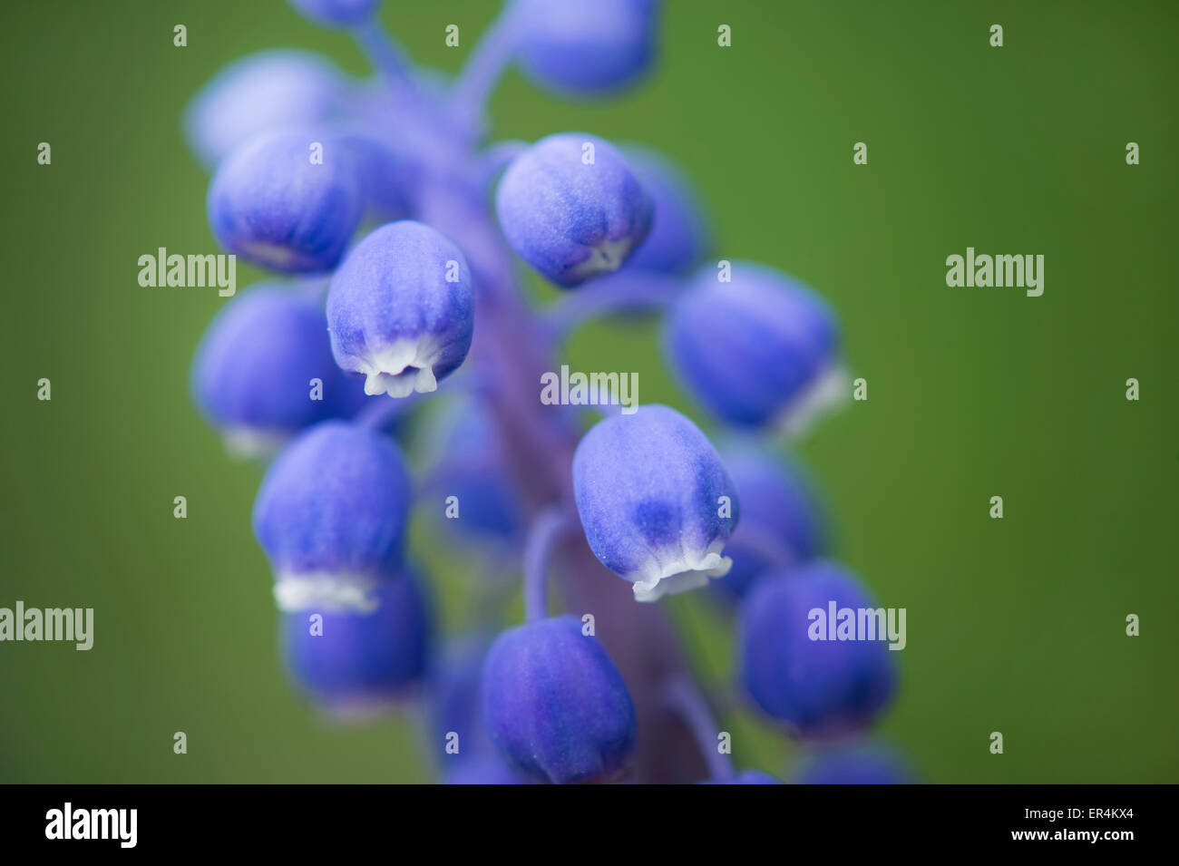 Raisins jacinthes Fleurs Détail Banque D'Images