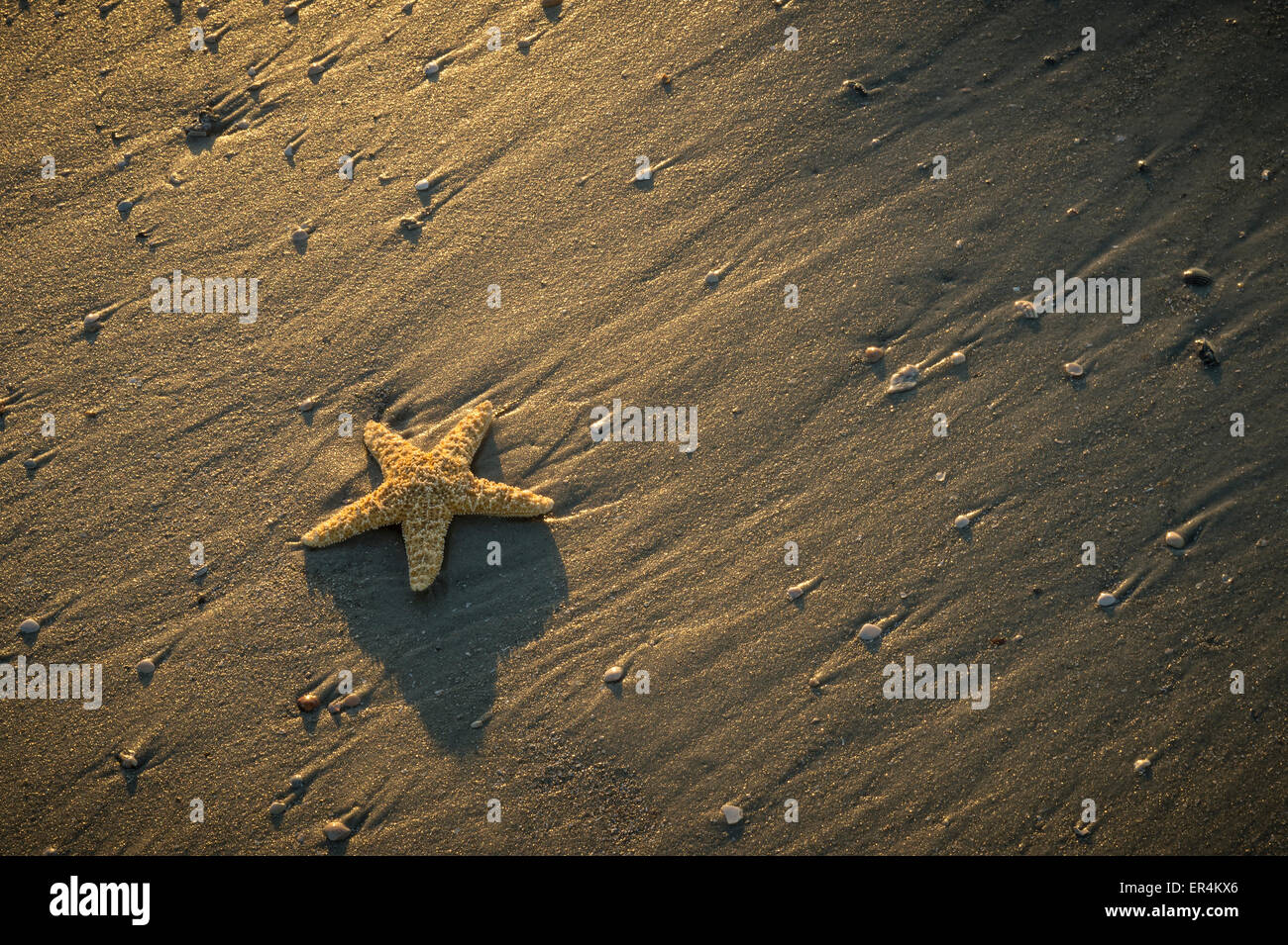 Étoile de mer sur la plage avec des coquilles au lever du soleil Banque D'Images