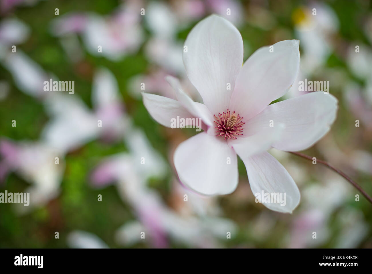 Fleur sur Magnolia Banque D'Images