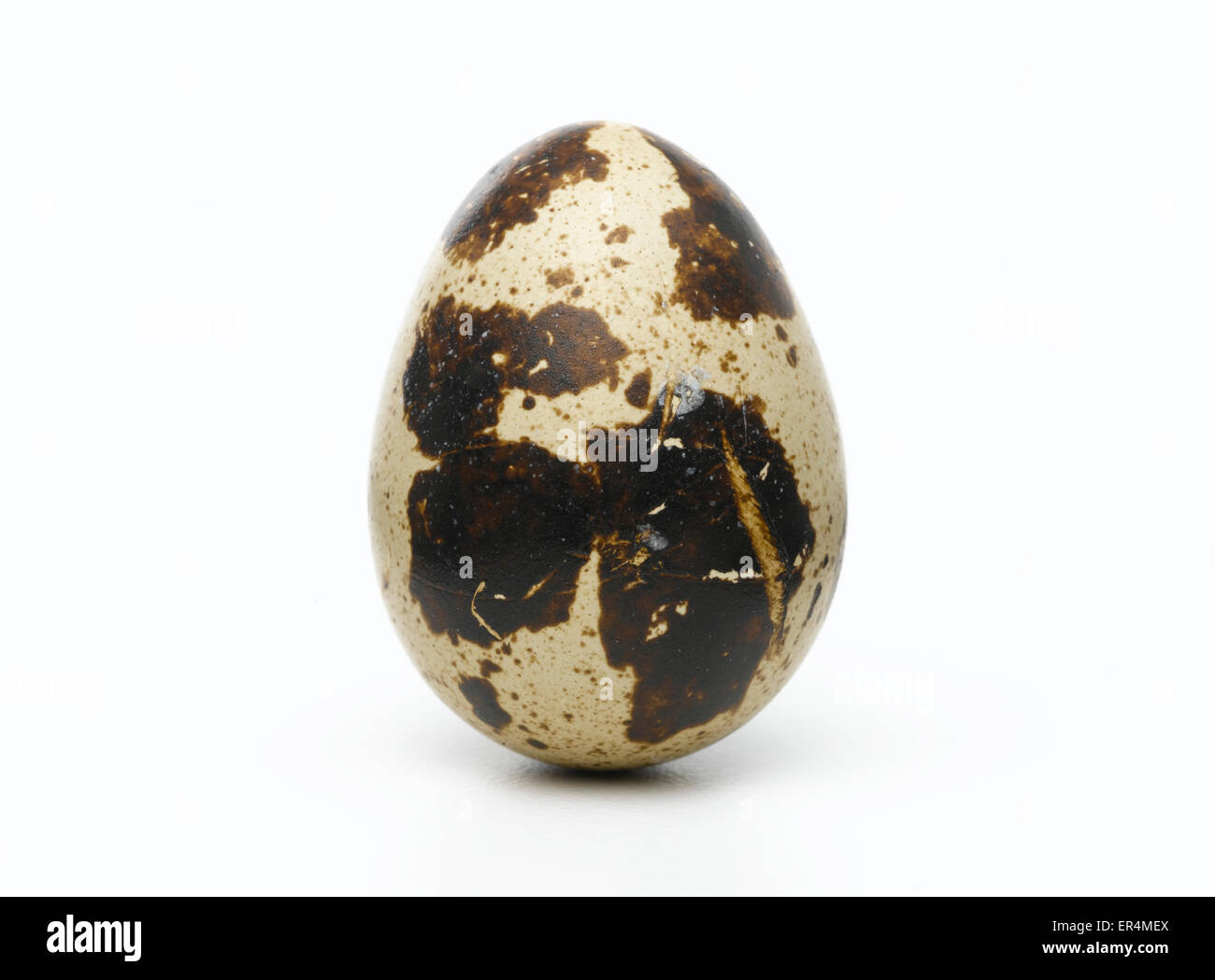 Oeuf de caille on white Banque D'Images