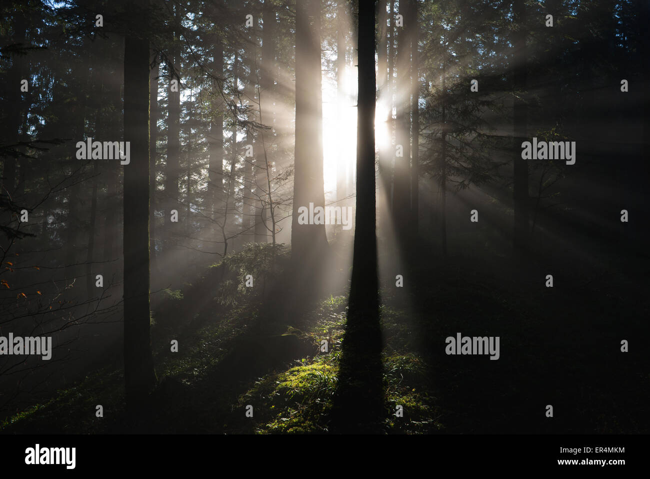 Rayons de soleil passant à travers une forêt sombre et brumeuse d'épicéas Banque D'Images