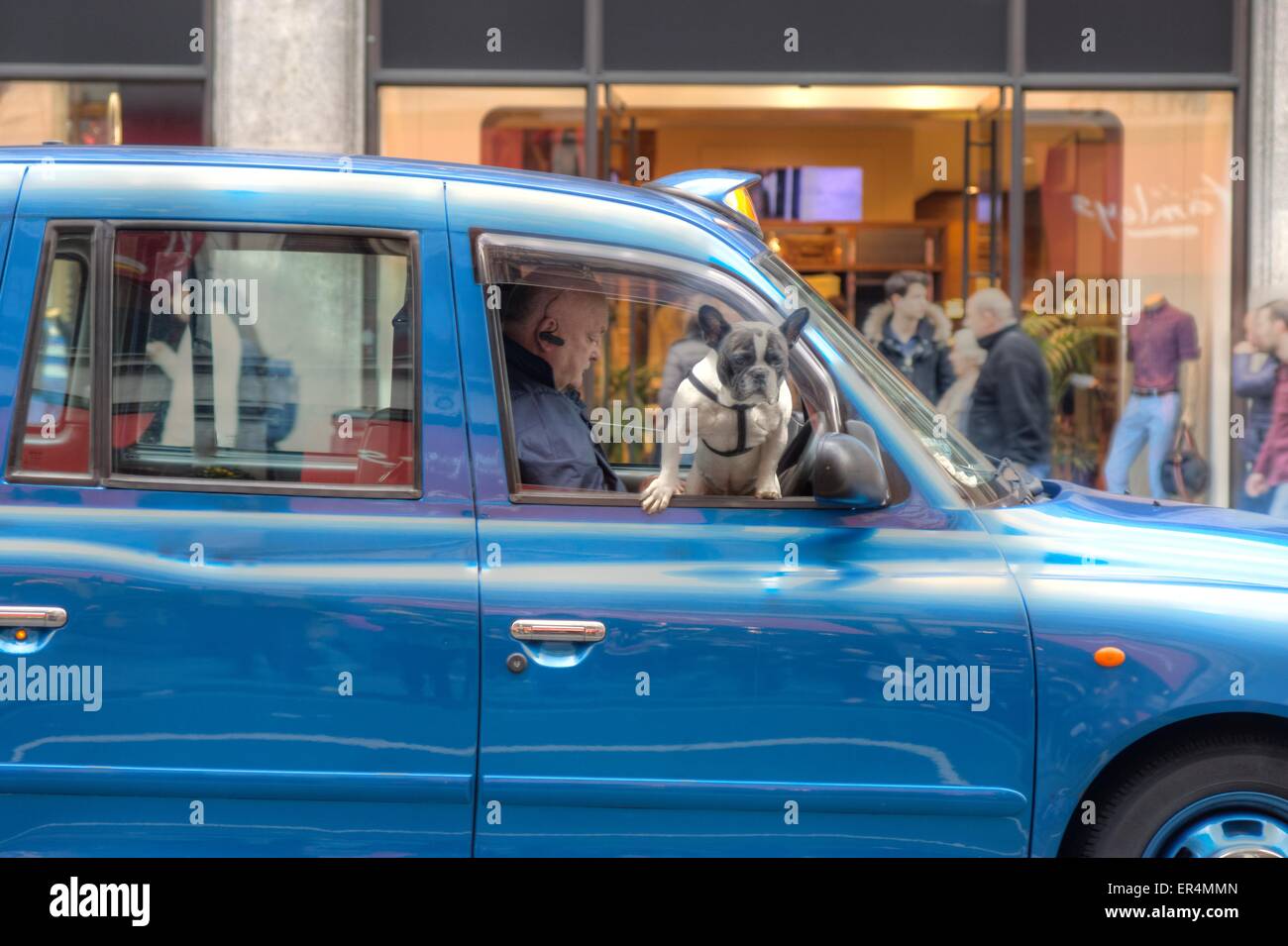 En voiture chien mignon chien à la fenêtre du chauffeur de taxi Banque D'Images