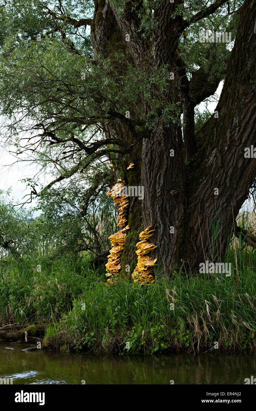 Fungus on willow tree Banque de photographies et d'images à haute  résolution - Alamy