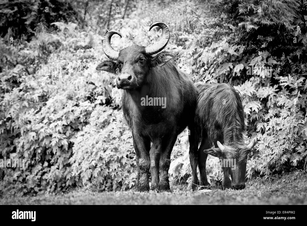 Deux buffles paissant dans la vallée de Katmandou, Népal. Image en noir et blanc Banque D'Images Deux buffles paissant dans la vallée de Katmandou, Népal. Image en noir et blanc Banque D'Images