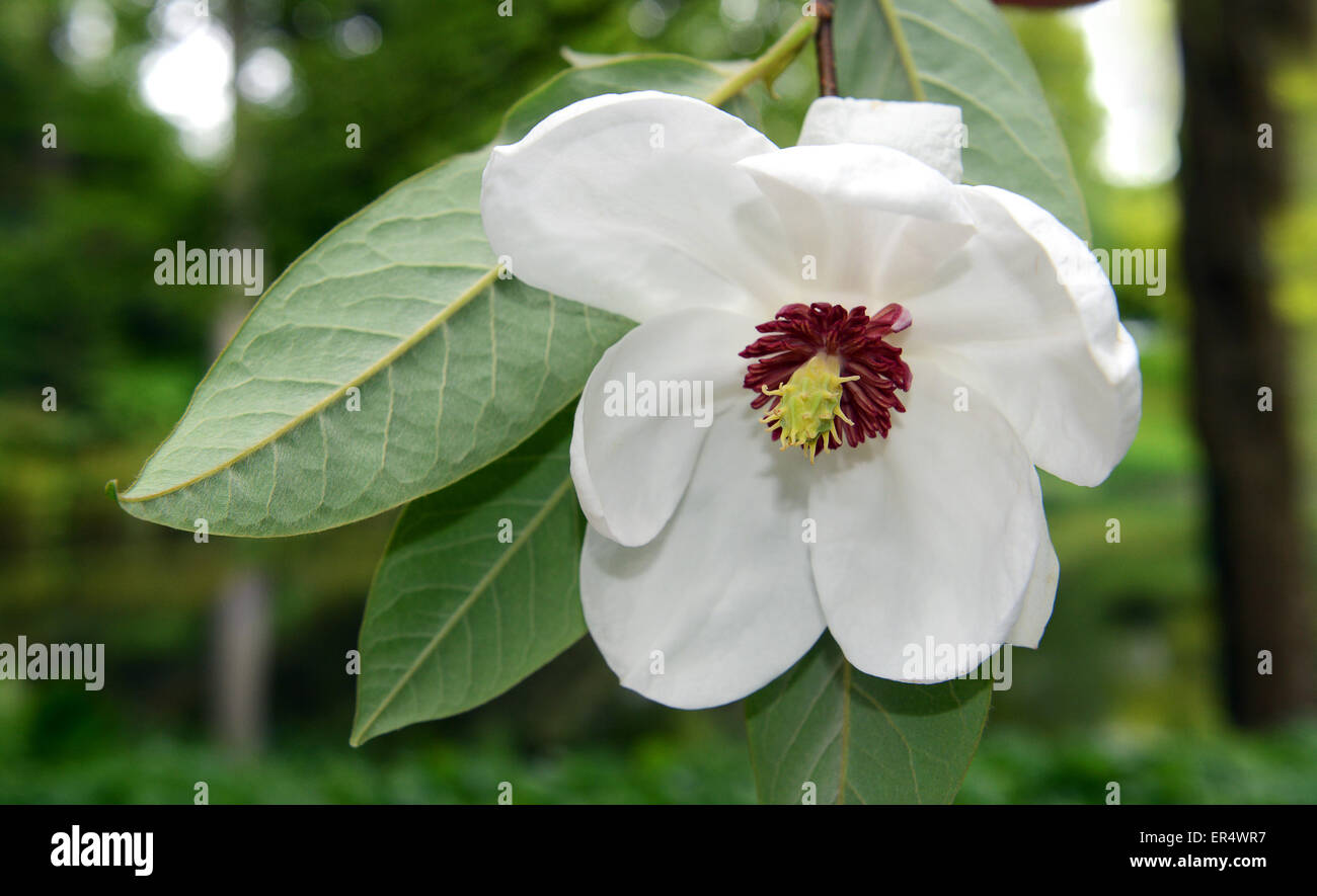 Siebold's Magnolia Magnolia sieboldii Oyama Magnolia Banque D'Images