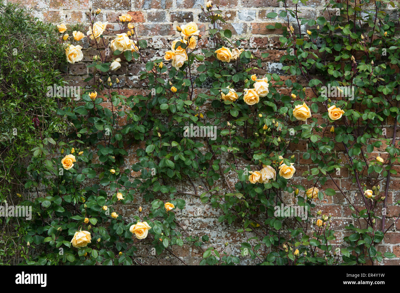 Rosa. Lady Hillingdon rosier grimpant. Rose Thé Banque D'Images