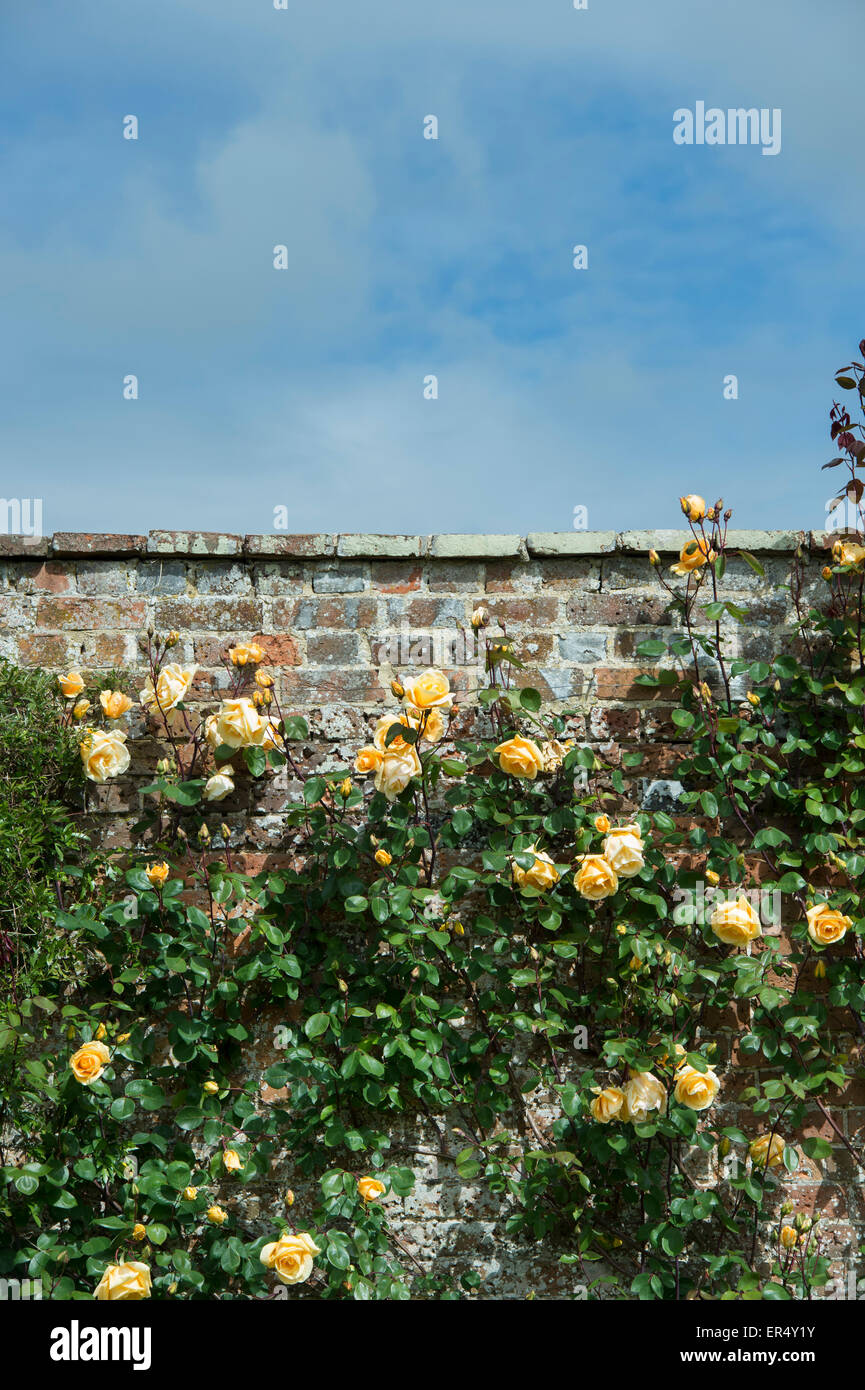 Rosa. Lady Hillingdon rosier grimpant. Rose Thé Banque D'Images