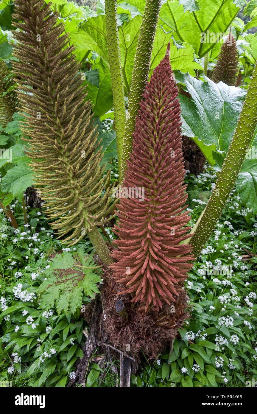 Grandes fleurs sur un Gunnera manicata plante dans un jardin à Cornwall, en Angleterre. Banque D'Images