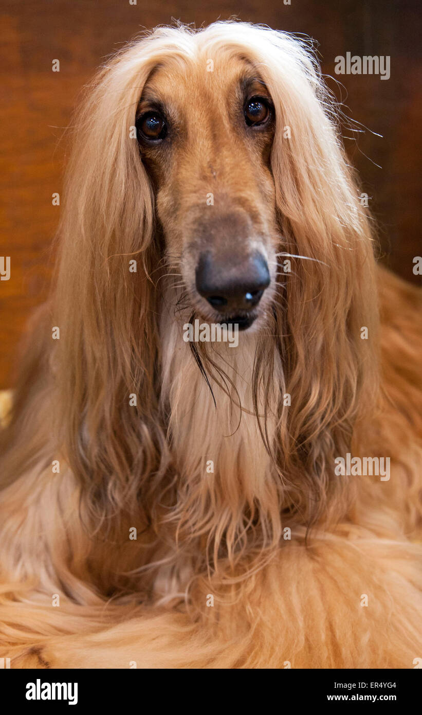 Belle-Afghan Hound portrait. Crufts 2014 au NEC de Birmingham, Royaume-Uni. 8 mars 2014 Banque D'Images