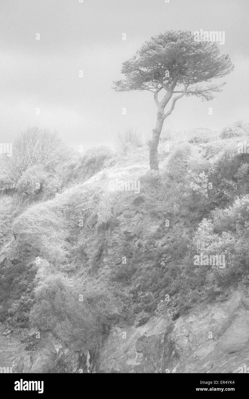 Arbre unique, bien tavelé, au sommet des falaises de la CWM YR Eglwys, Pembrokeshire Coast National Park, pays de Galles, Royaume-Uni en mai - noir et blanc monochrome infrarouge Banque D'Images