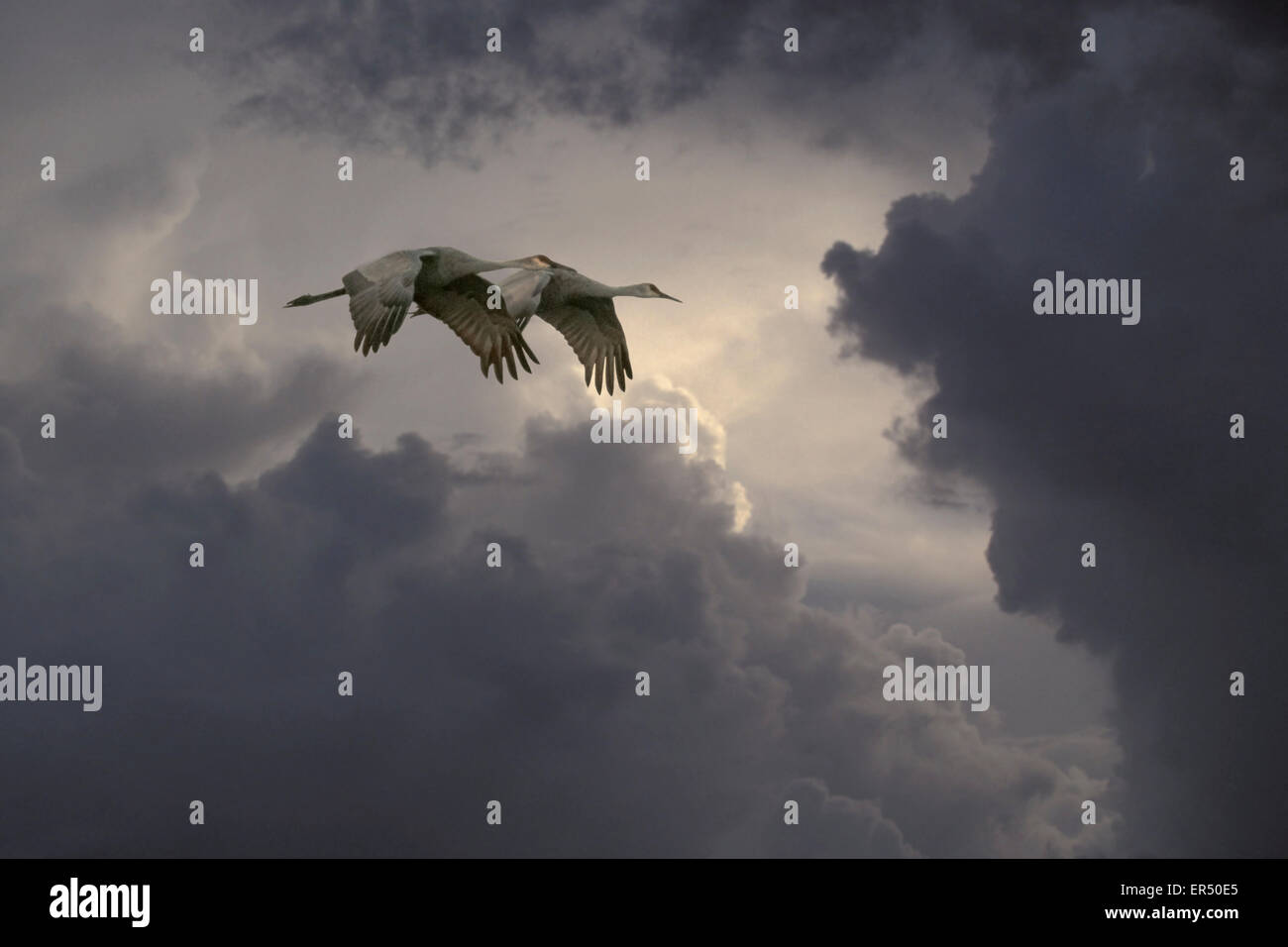 Nuages de tempête dramatiques. sont l'arrière drop pour la Grue du parcours de migration sur la voie migratoire du Pacifique, dans le Nord de la Californie. Banque D'Images