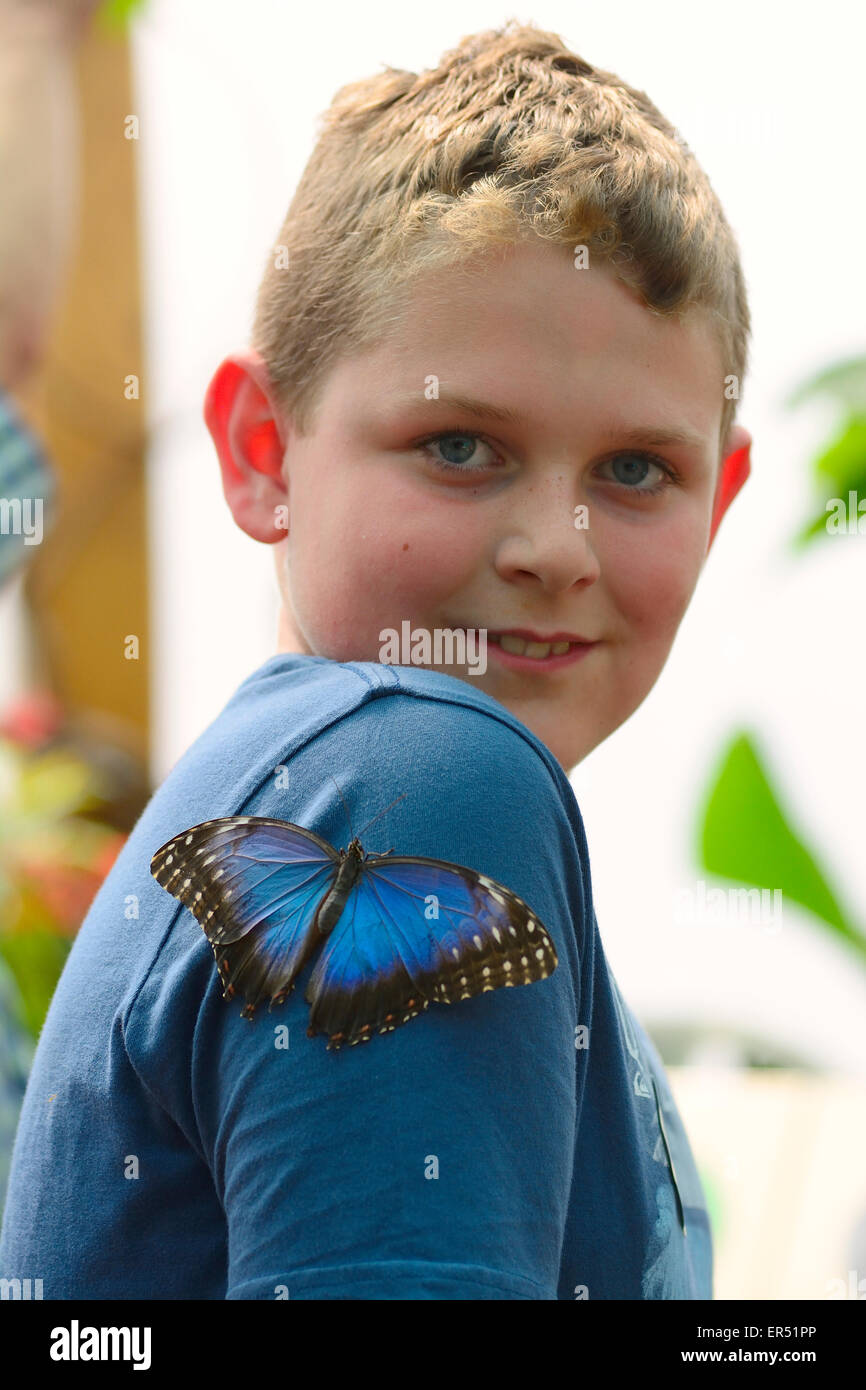 Blue Morpho Butterfly repose sur une épaule de jeunes garçons (usage éditorial uniquement) Banque D'Images