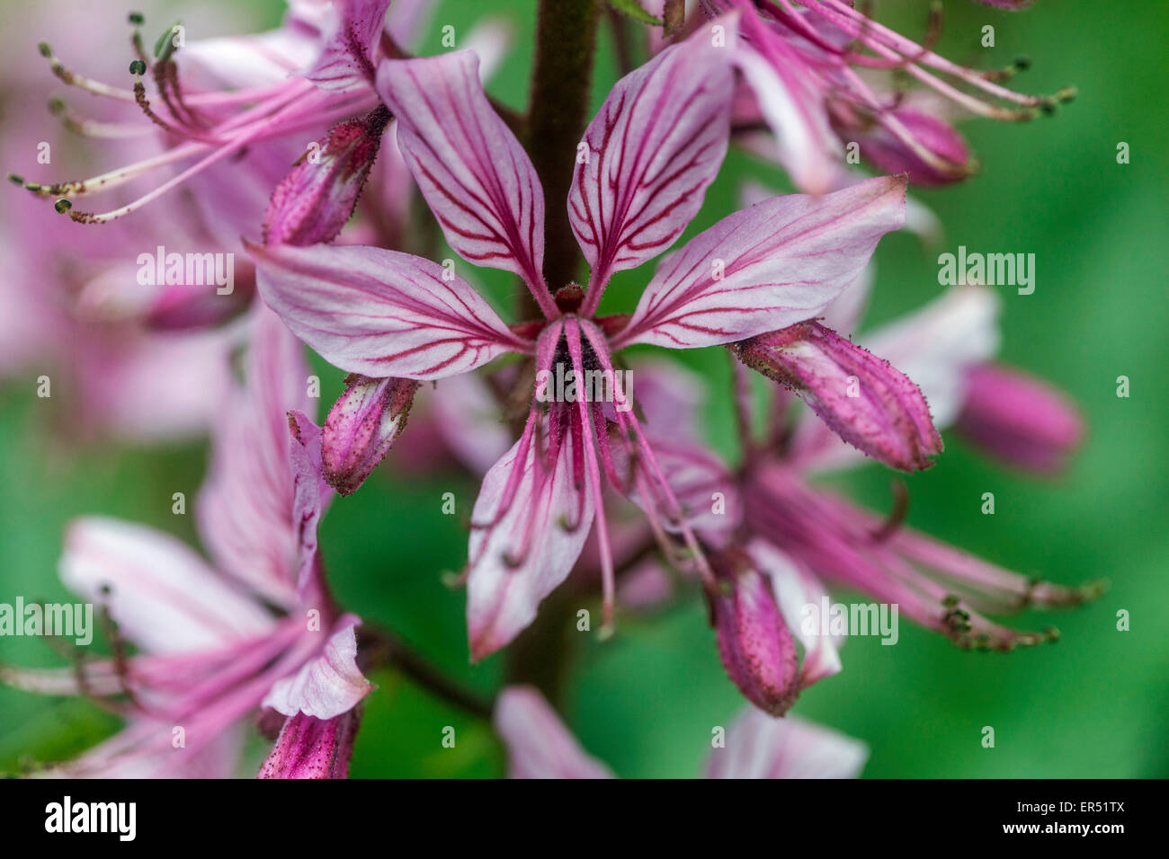 L'usine à gaz rose Dictamnus albus 'Purpureus' close up flower Banque D'Images