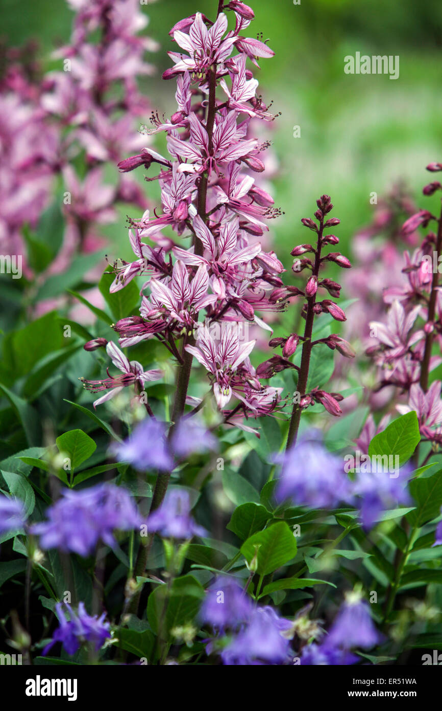 Buisson Ardent, Rose Gas Plant Dictamnus albus 'Purpureus' Aquilegia ...
