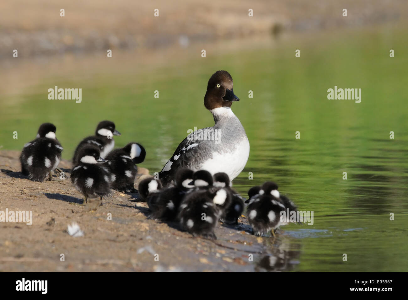 Garrot femelle avec sa couvée Banque D'Images