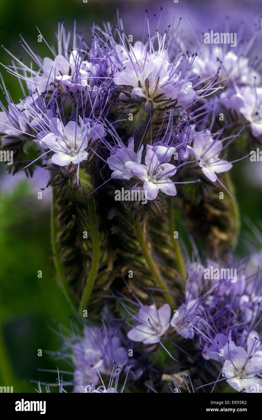 Phacelia tanacetifolia, mauvaises herbes Scorpion Banque D'Images