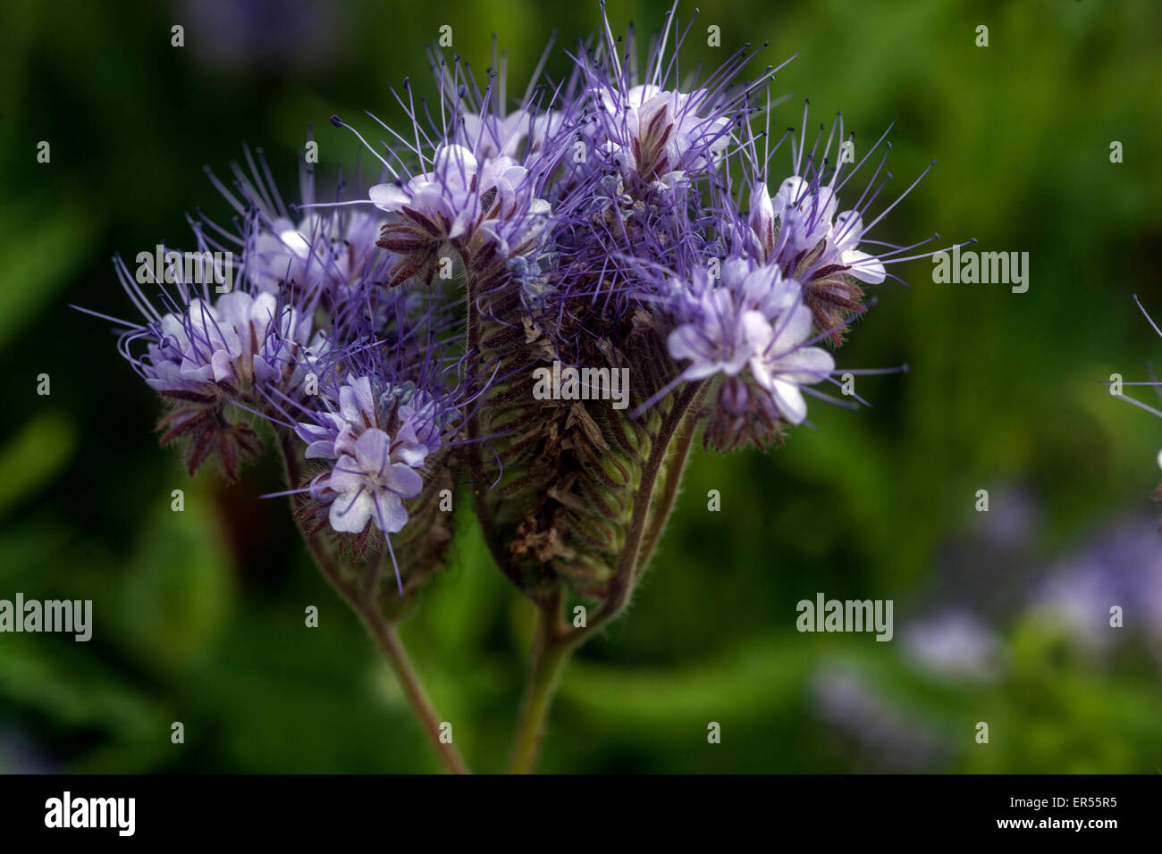 Phacelia tanacetifolia, mauvaises herbes Scorpion Banque D'Images