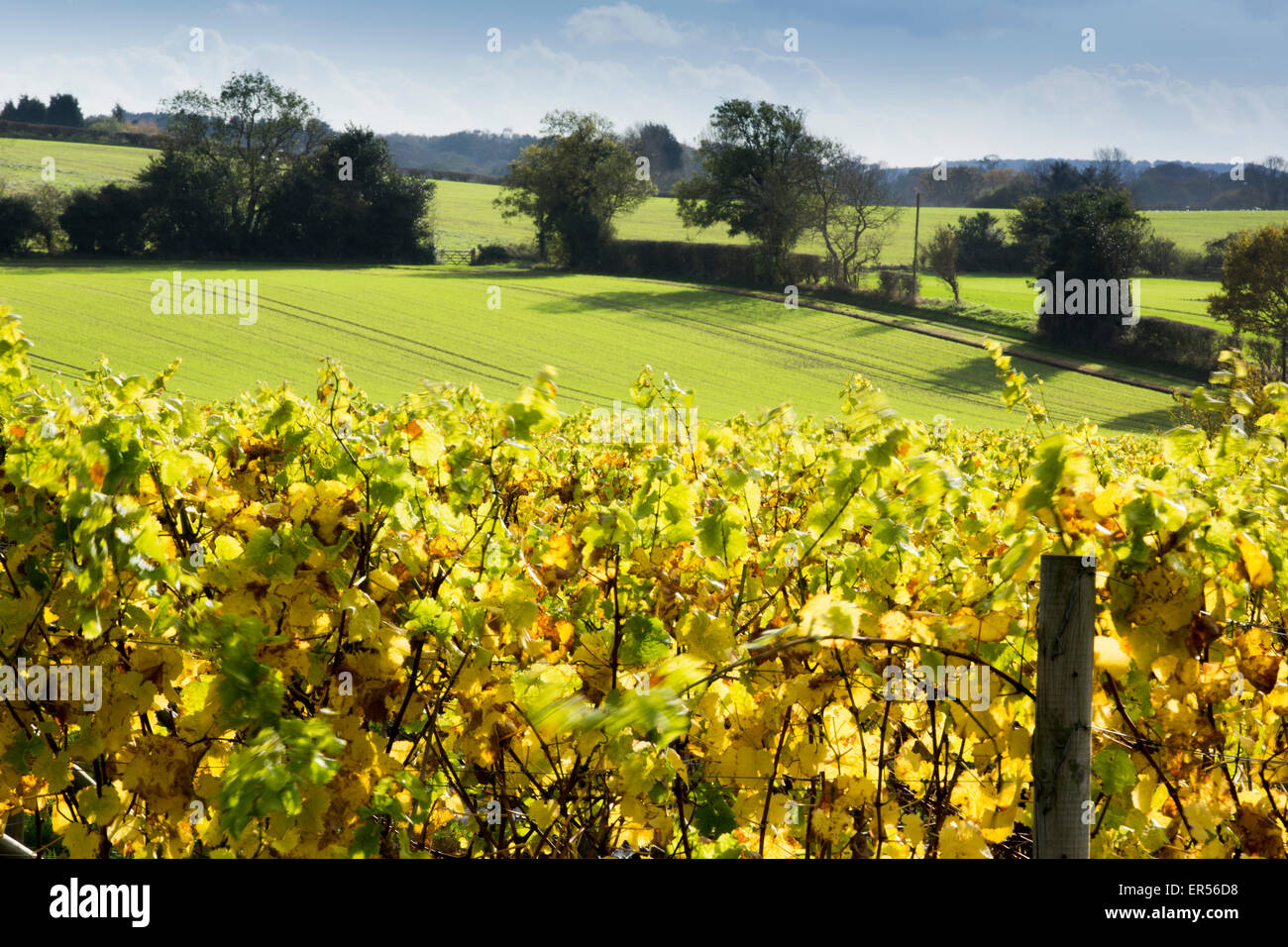 Vignes d'automne à Halfpenny vignes vertes, Bobbington, South Staffordshire. Accueil du célèbre Penny rouge. Banque D'Images