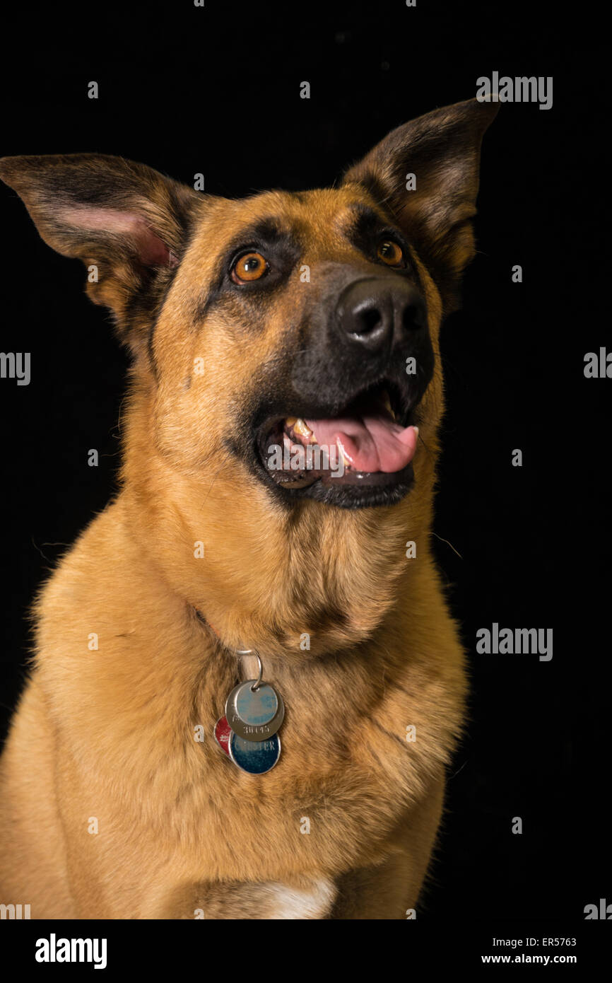 Portrait d'un berger allemand, chien Canis lupis croix familiaris, sur un fond noir Banque D'Images