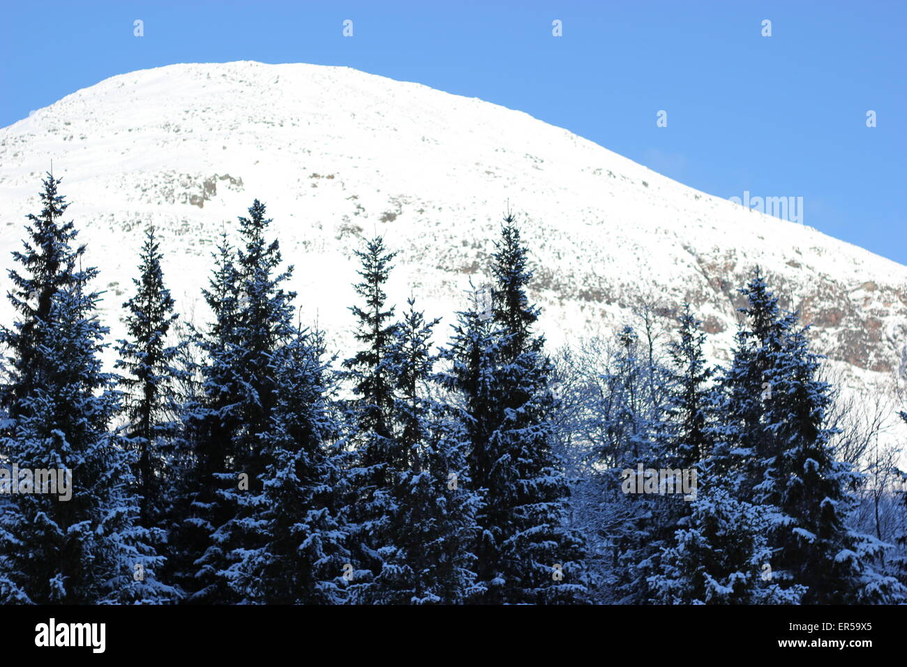 Montagne couverte de neige avec les arbres en premier plan Banque D'Images