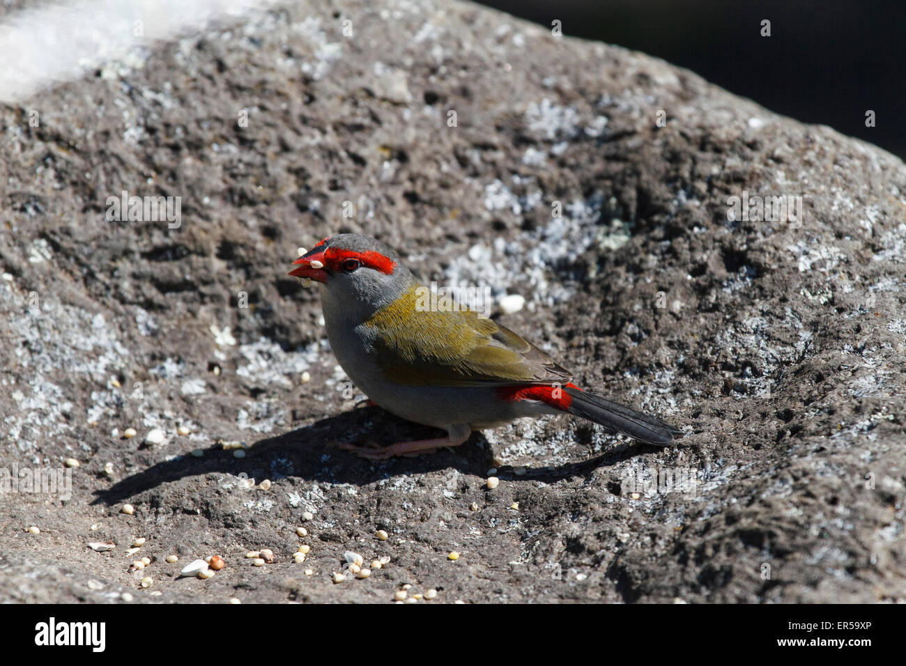 Sourcils rouges à O'Reillys Finch Rainforest Retreat Banque D'Images