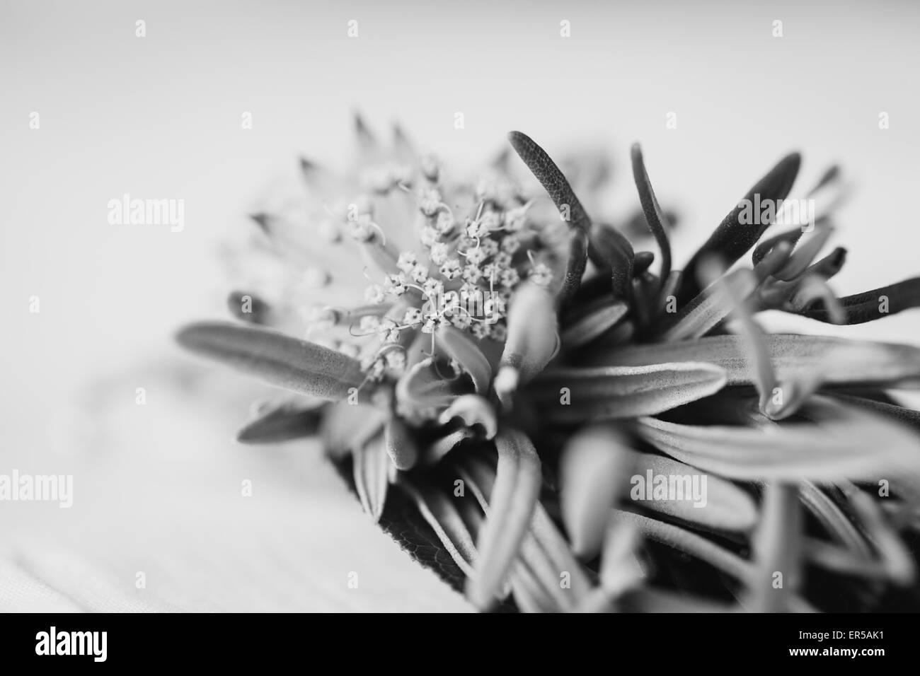 Le noir et blanc gros plan d'une fleur sauvage dans un de fleurs et d'herbes sauvages boutonnière attachées ensemble avec string pour un mariage. Banque D'Images