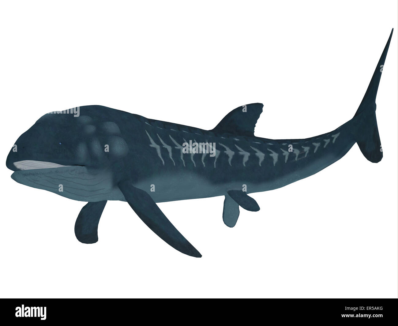 Leedsichthys était un poisson carnivore qui peuplaient les mers jurassiques qui pourrait croître à 53 pieds de long. Banque D'Images Leedsichthys était un poisson carnivore qui peuplaient les mers jurassiques qui pourrait croître à 53 pieds de long. Banque D'Images