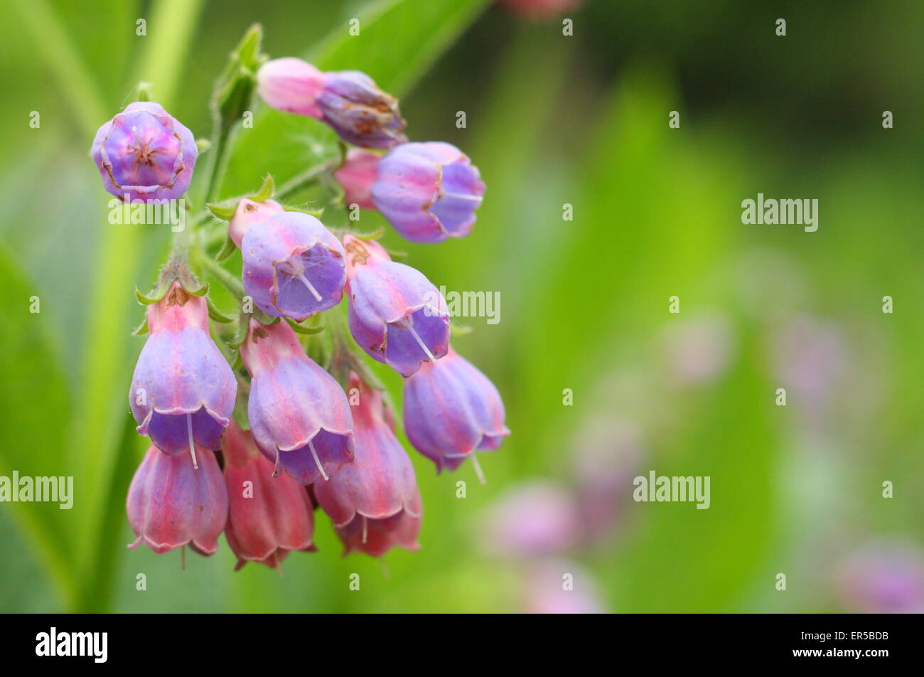 Symphytum officinale Consoude (commune) par un flux croissant dans le Derbyshire, Angleterre, Royaume-Uni - la fin du printemps Banque D'Images