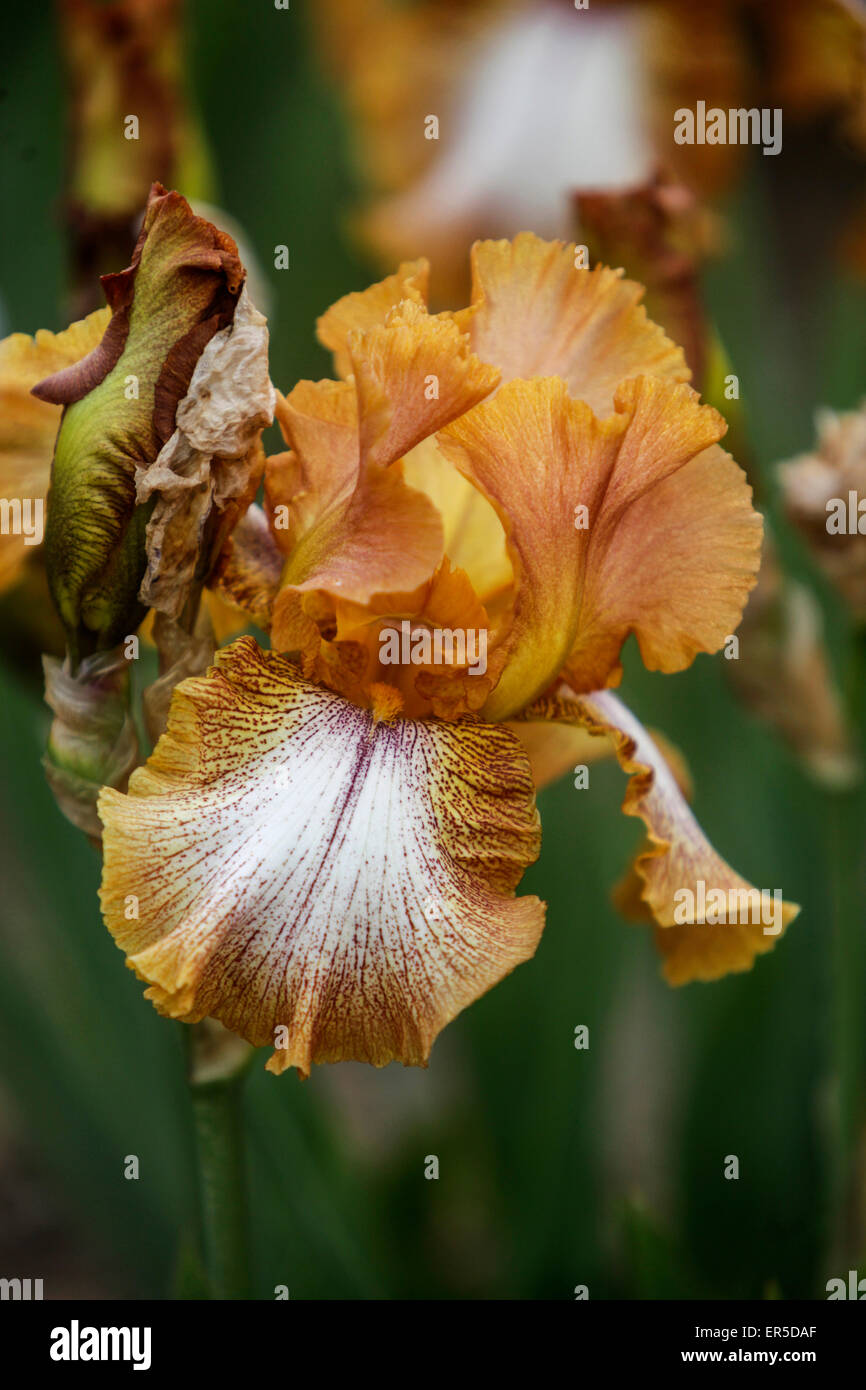 Tall bearded Iris barbata, elatior 'Apricot' gravé Banque D'Images