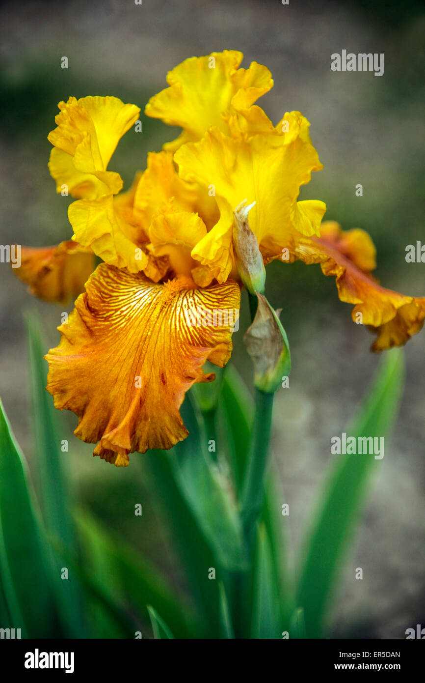 Grande barbu Iris Barbata Elatior 'Cooper Capers', fleur d'iris bronze jaune Banque D'Images
