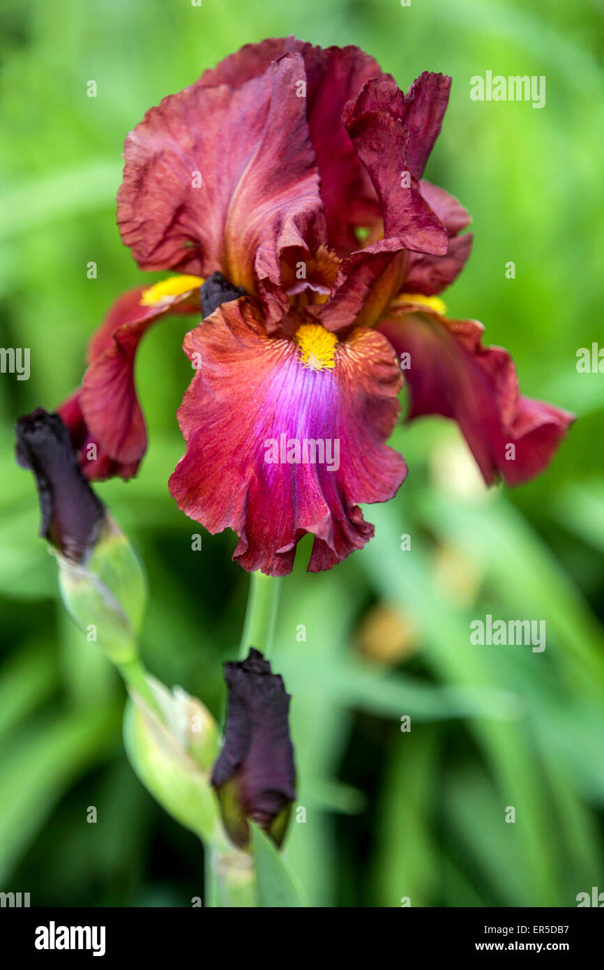 Grand Iris barbu 'Tapisserie royale' Barbata Elatior fleur d'iris rouge Banque D'Images