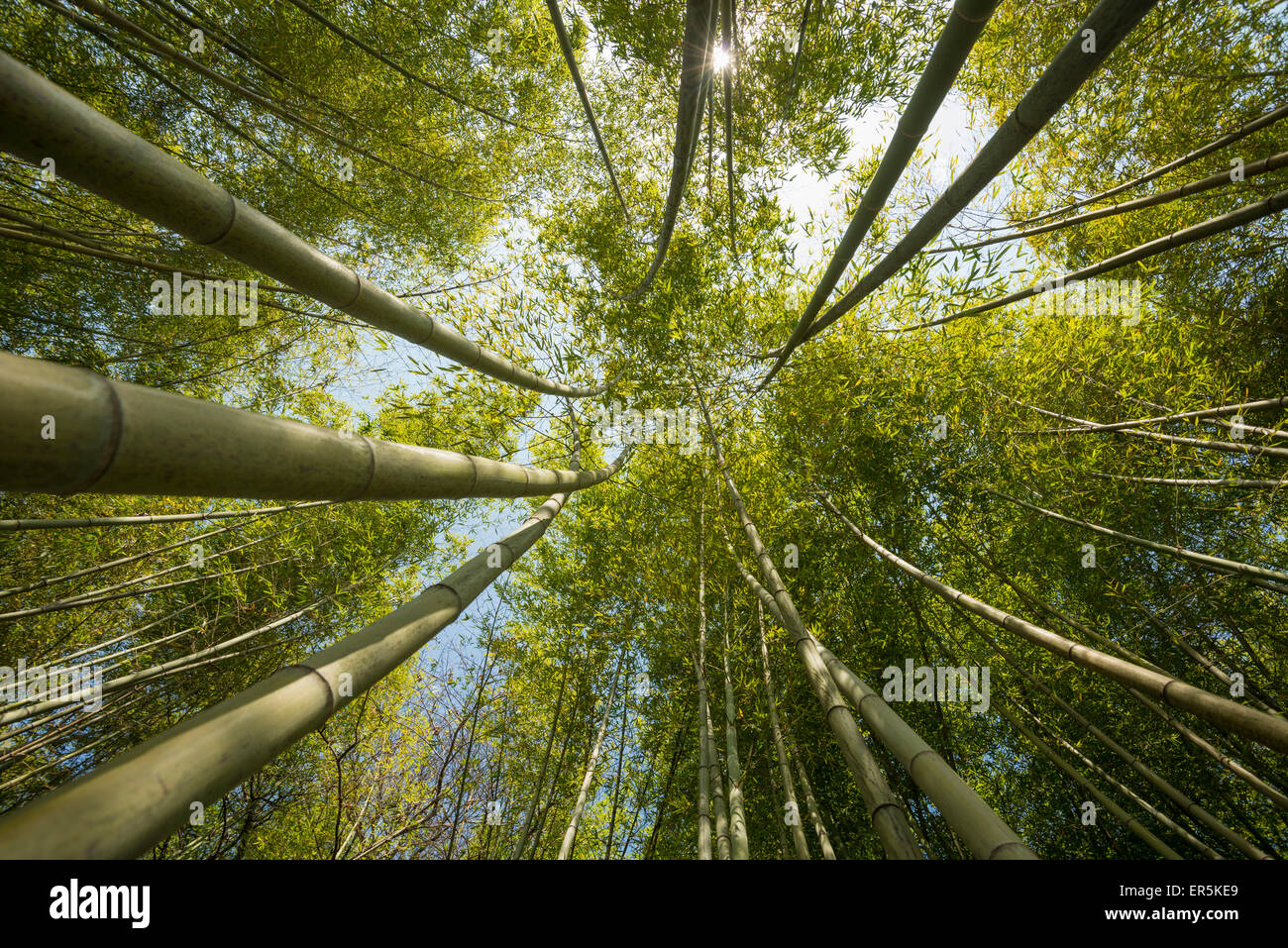 Forêt de bambou, les jardins de Villa Carlotta, Tremezzo, Lac de Côme, Lago di Como, province de Côme, Lombardie, Italie Banque D'Images
