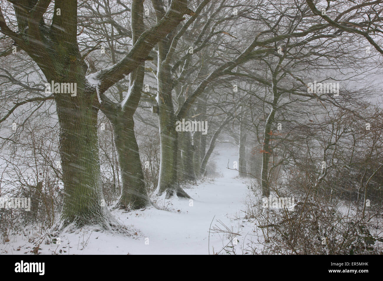 Près de neige un chemin dans Steffanshagen, Mecklembourg-Poméranie occidentale, Allemagne Banque D'Images