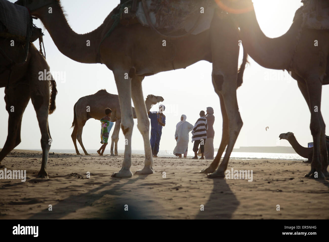 Groupe de personnes et des dromadaires à plage, Essaouira, Maroc Banque D'Images