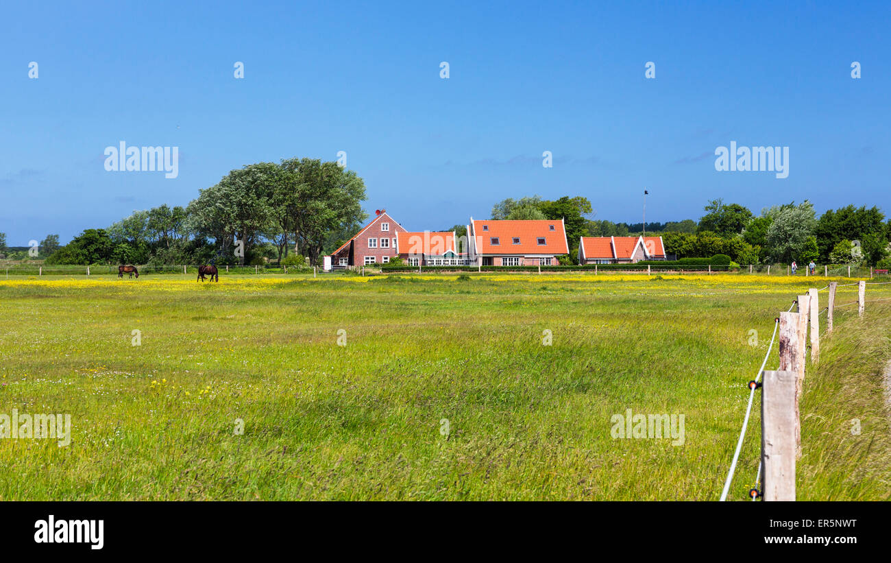 Des chevaux dans un enclos sur l'île de Langeoog, Mer du Nord, îles de la Frise orientale, Frise orientale, Basse-Saxe, Allemagne, Europe Banque D'Images