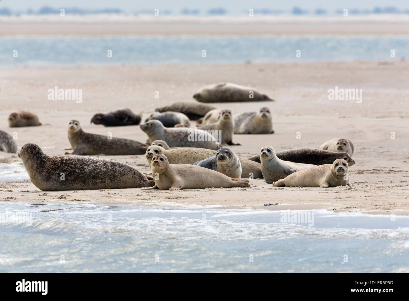 Les phoques communs reposant sur la boue-appartements, Phoca vitulina, Eastfriesian, Parc National, Site du patrimoine mondial de l'UNESCO, de la mer du Nord, G Banque D'Images