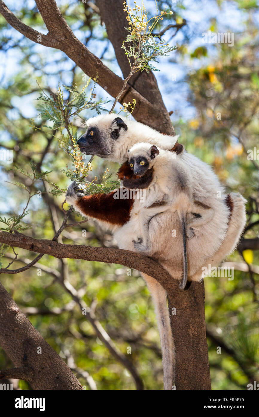 Coquerel's Sifaka avec bébé dans un arbre, le Propithecus coquereli, Ampijoroa Réserver, Madagascar, Afrique Banque D'Images Coquerel's Sifaka avec bébé dans un arbre, le Propithecus coquereli, Ampijoroa Réserver, Madagascar, Afrique Banque D'Images