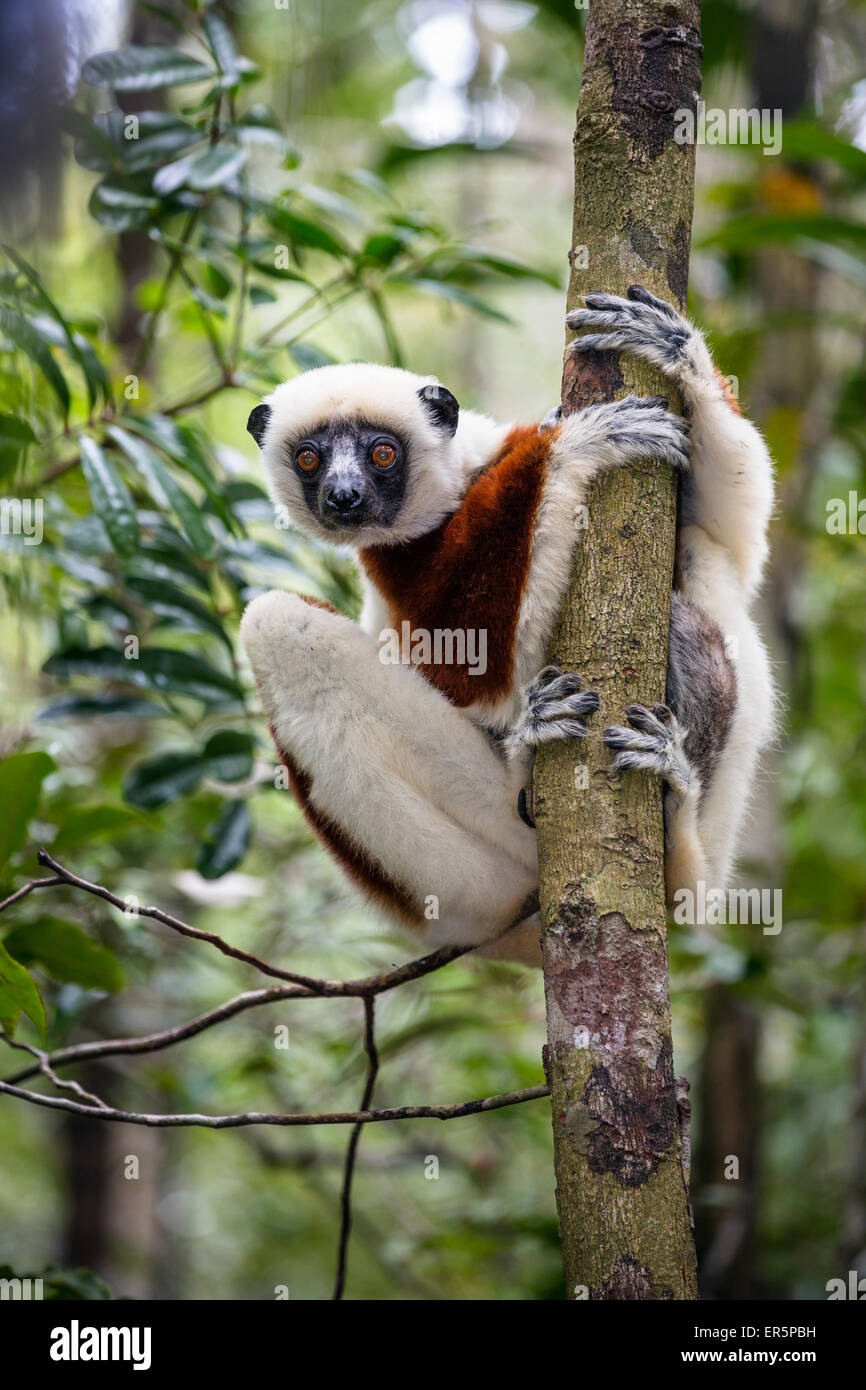 Coquerel's Sifaka, le Propithecus coquereli, Ampijoroa Réserver, Madagascar, Afrique Banque D'Images