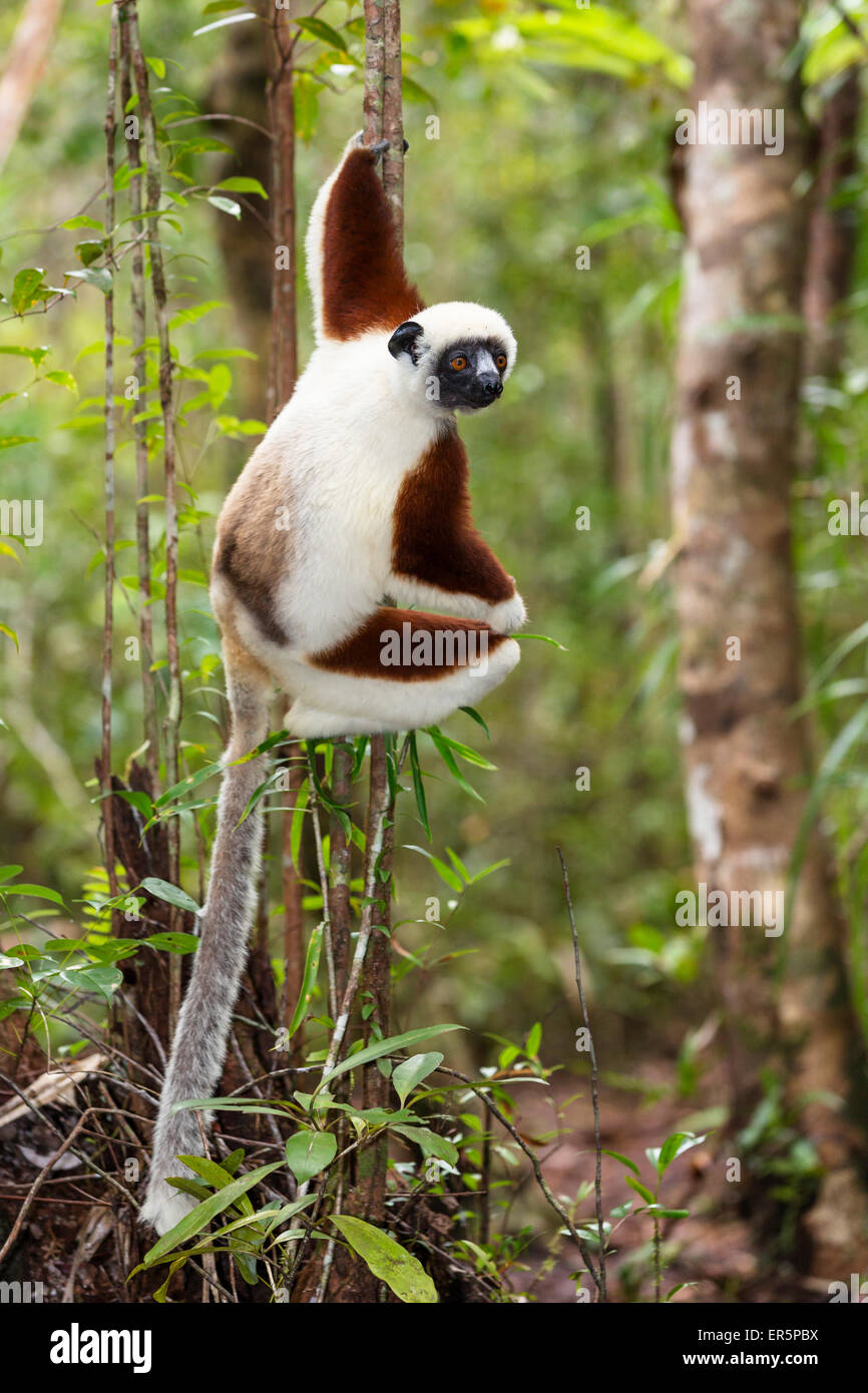 Sifaka Propithecus coquereli Coquerel, Ampijoroa, Réserver, Madagascar, Afrique Banque D'Images