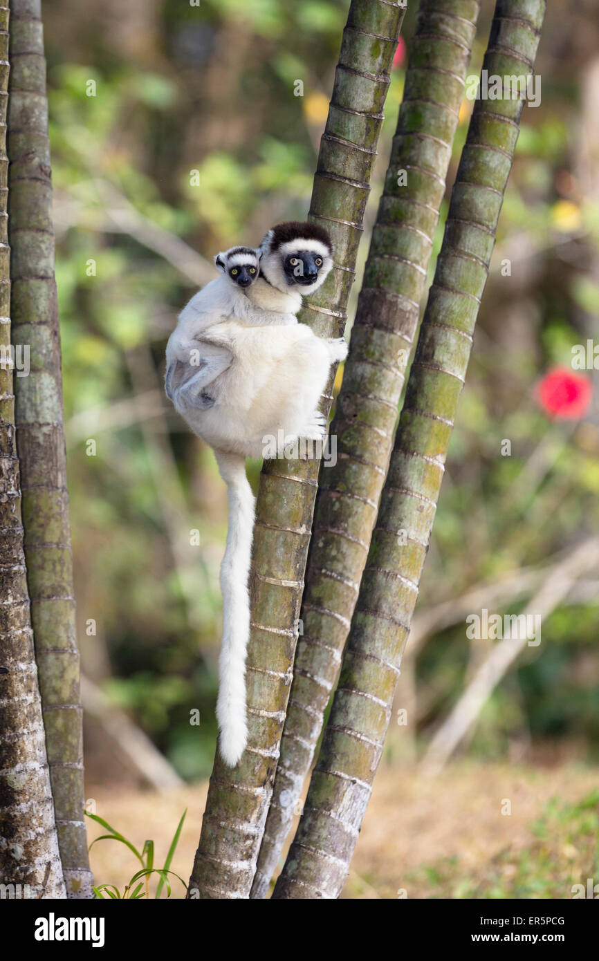 Propithèque de verreaux avec bébé, Propithecus verreauxi, réserve de Nahampoana, au sud de Madagascar, Madagascar, Afrique Banque D'Images