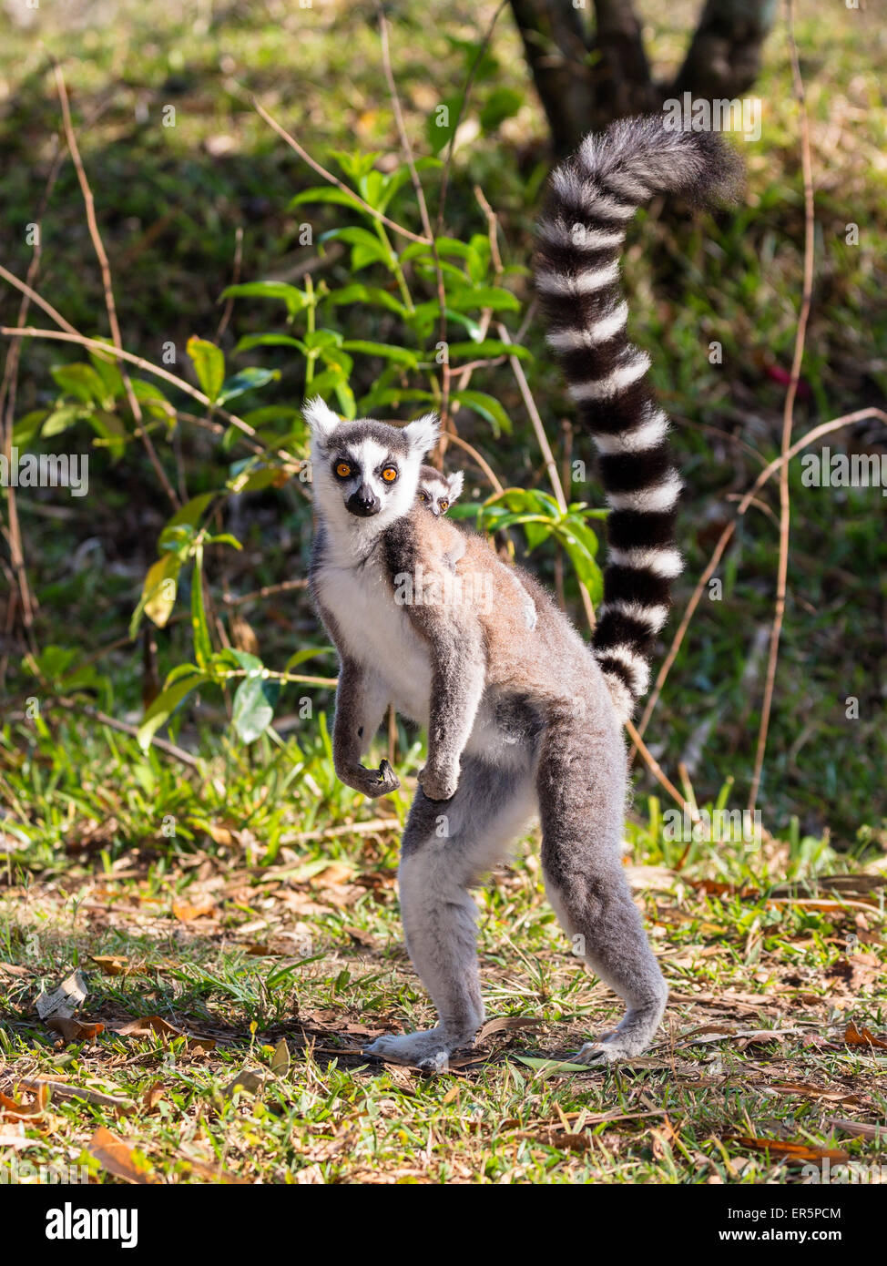 Lémurien Ringtailed avec bébé, Lemur catta, réserve de Nahampoana, au sud de Madagascar, Madagascar, Afrique Banque D'Images