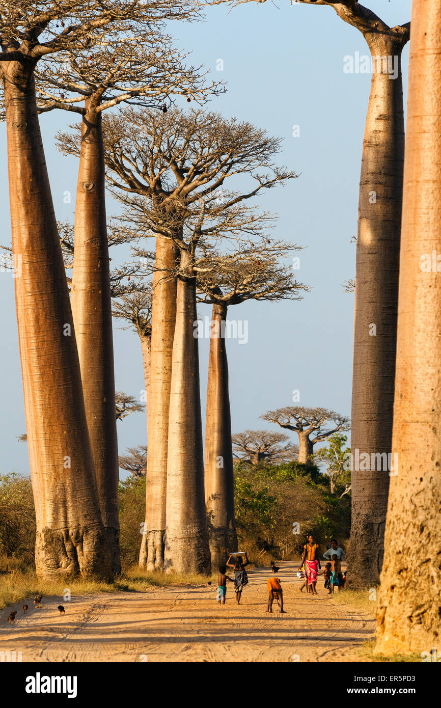 Baobabs près de Morondava, l'Adansonia grandidieri, Morondava, Madagascar, Afrique Banque D'Images