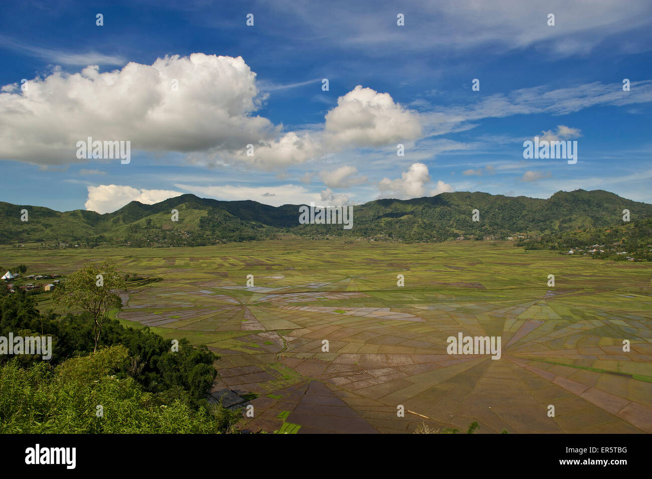 Les champs de riz en forme de spiders web, près de Ruteng, à l'ouest de Flores, Nusa Tenggara est moindre, îles de la sonde, Indonésie, Sou Banque D'Images